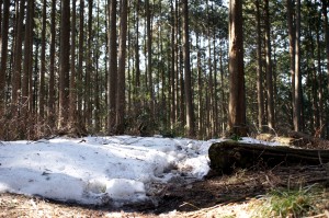 【榎峠〜なちゃぎり林道合流】 林道との合流地点手前の急登あたりから、所々10〜20cmの残雪あり。 