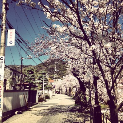 芦屋川、ちょうど桜も満開で…もう最高！
