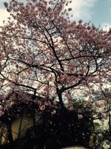 高尾の桜。