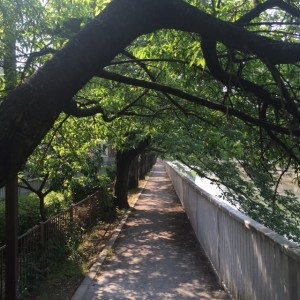 自宅近くの川沿いの遊歩道。桜の季節が最高なんです。
