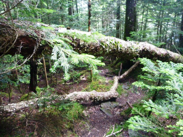 16.5km地点。白樺尾根の登山道をふさぐ大きな倒木。こういったのが増え始める。